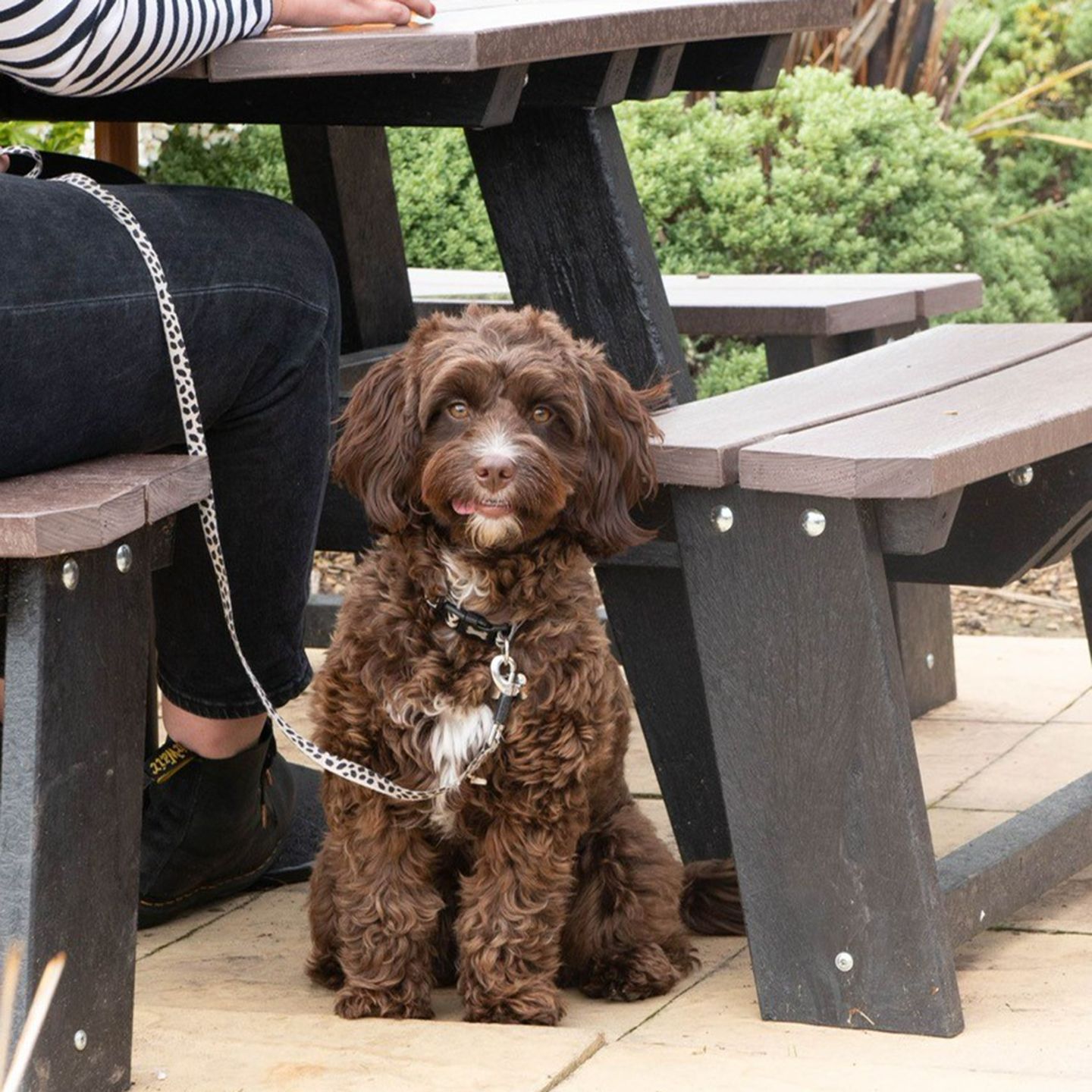 Your local dog friendly pub in Pembroke Dock